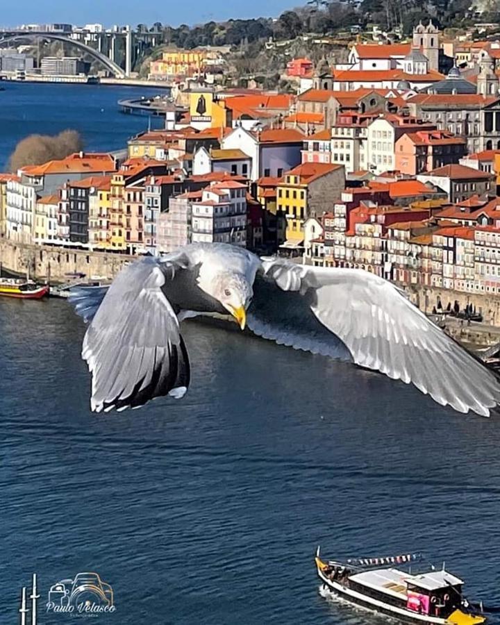 Vila Casa Mira Douro Vila Nova de Gaia Exteriér fotografie